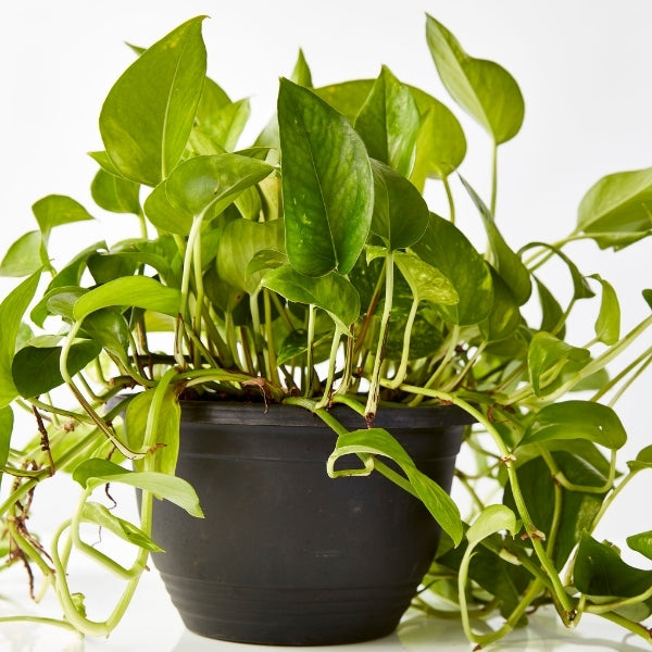 Golden Pothos 200mm - Gro Urban Oasis