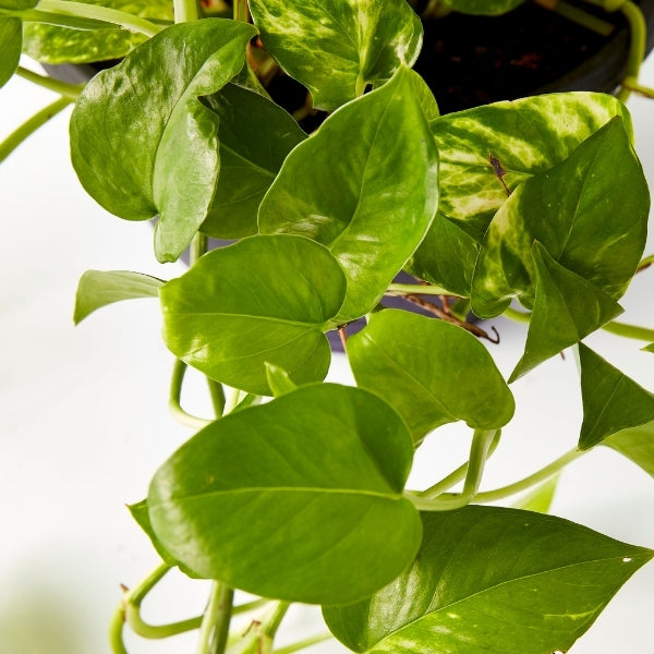 Golden Pothos 200mm - Gro Urban Oasis