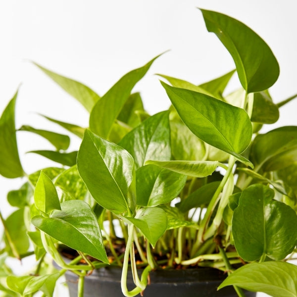 Golden Pothos 200mm - Gro Urban Oasis