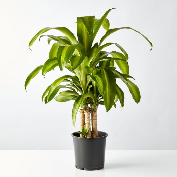 Happy Plant (Dracaena Fragrans Massangeana) 200mm - Gro Urban Oasis