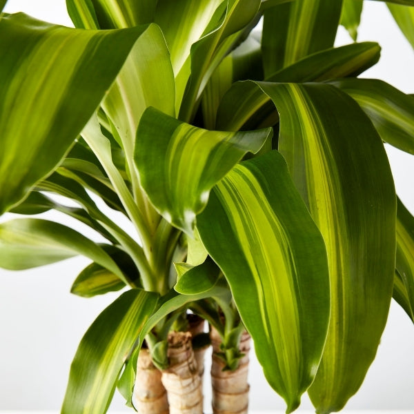 Happy Plant (Dracaena Fragrans Massangeana) 200mm - Gro Urban Oasis