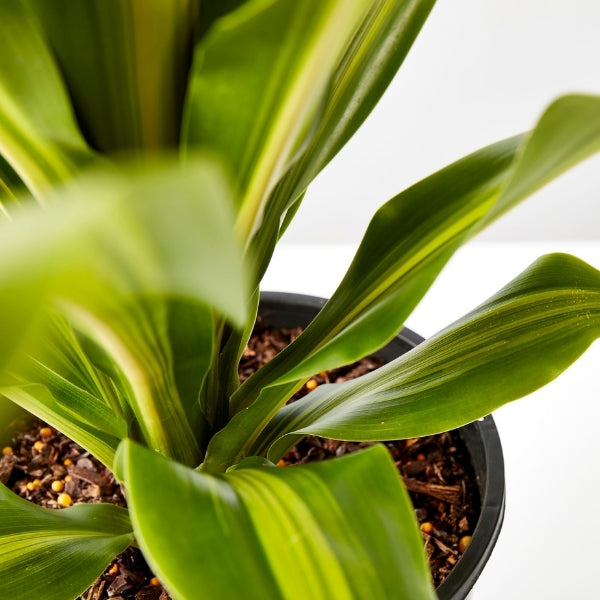 Happy Plant (Dracaena Fragrans Golden Heart) 200mm - Gro Urban Oasis
