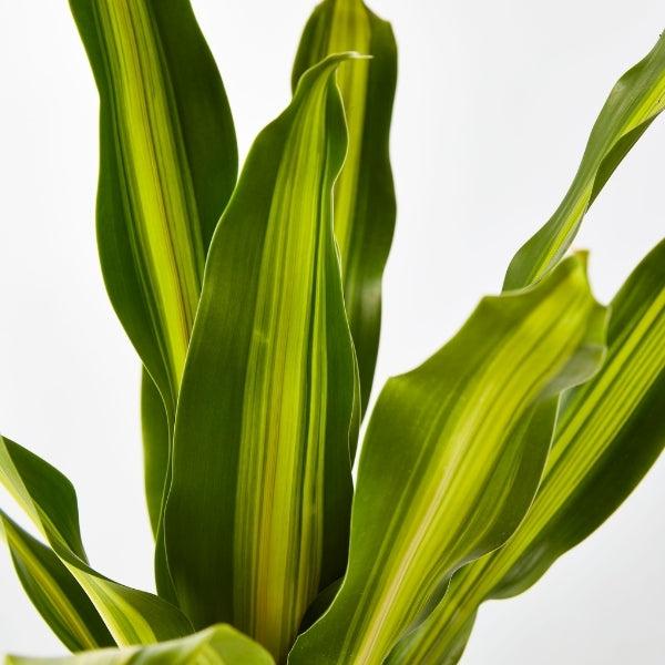 Happy Plant (Dracaena Fragrans Golden Heart) 200mm - Gro Urban Oasis