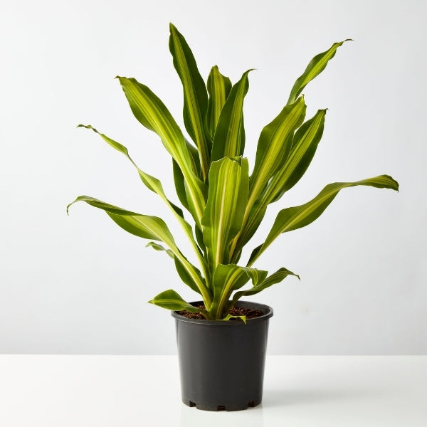 Happy Plant (Dracaena Fragrans Golden Heart) 200mm - Gro Urban Oasis