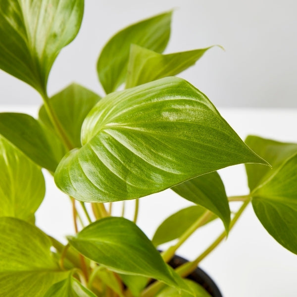 Homalomena Sunshine Gem 130mm - Gro Urban Oasis