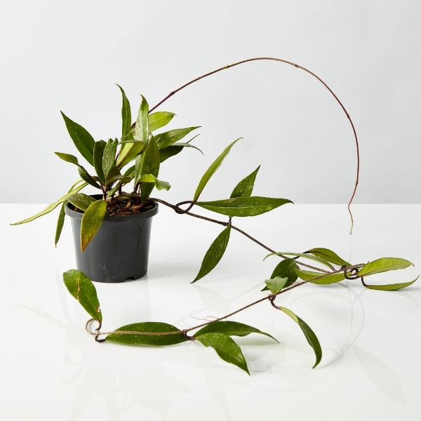 Hoya Mixed 130mm - Gro Urban Oasis