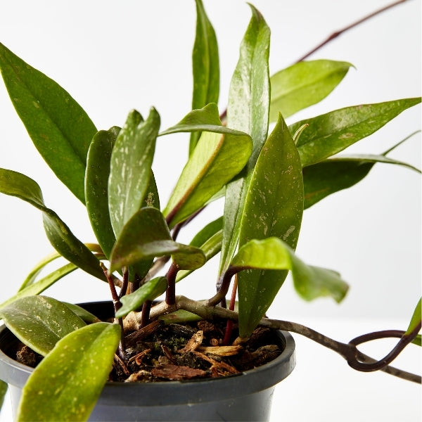 Hoya Mixed 130mm - Gro Urban Oasis