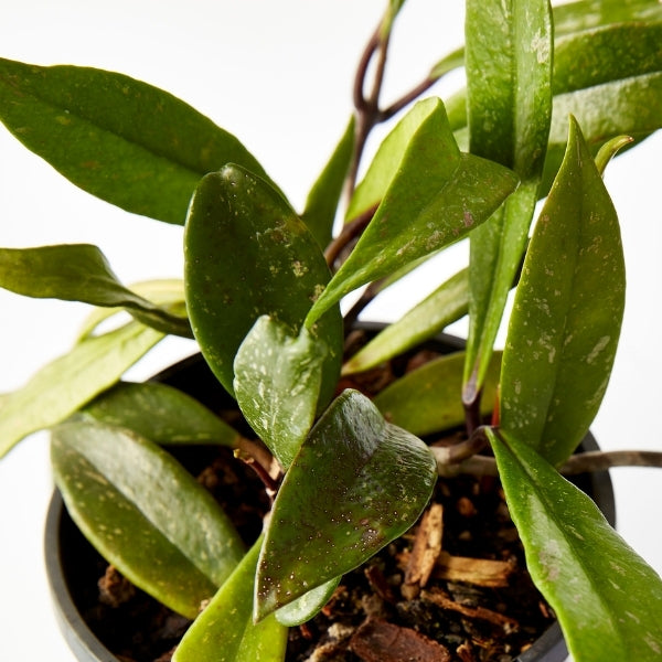 Hoya Mixed 130mm - Gro Urban Oasis