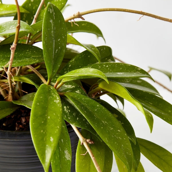 Hoya Wax Flower Hanging 200mm - Gro Urban Oasis