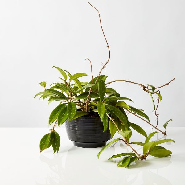 Hoya Wax Flower Hanging 200mm - Gro Urban Oasis