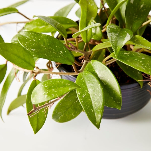 Hoya Wax Flower Hanging 200mm - Gro Urban Oasis