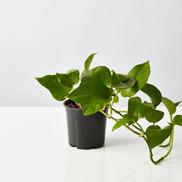 Jade Devils Ivy Pothos 130mm - Gro Urban Oasis