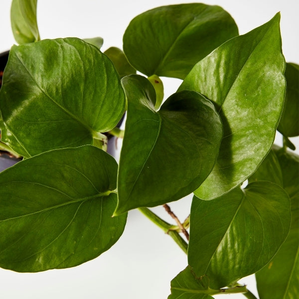 Jade Devils Ivy Pothos 130mm - Gro Urban Oasis