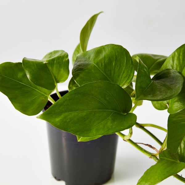 Jade Devils Ivy Pothos 130mm - Gro Urban Oasis