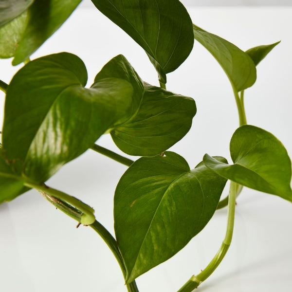Jade Devils Ivy Pothos 130mm - Gro Urban Oasis