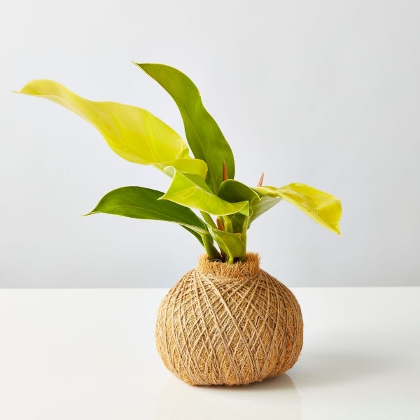 Urban Oasis Kokedama Large - Gro Urban Oasis