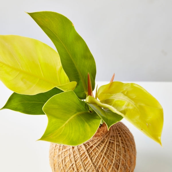 Urban Oasis Kokedama Large - Gro Urban Oasis