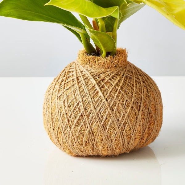 Urban Oasis Kokedama Large - Gro Urban Oasis