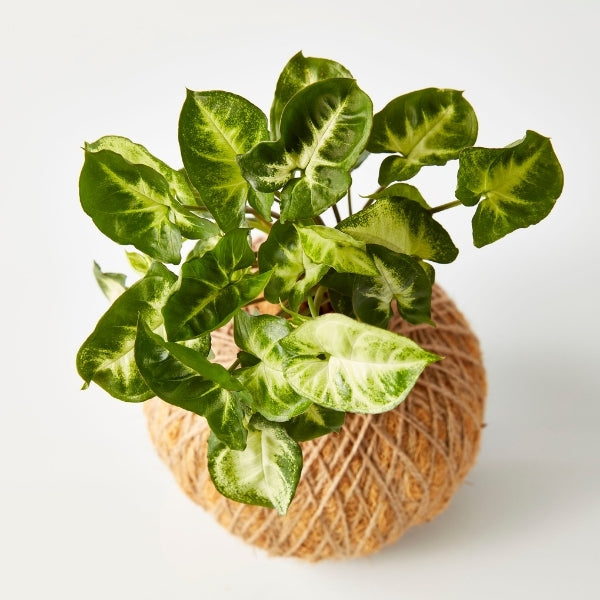 Urban Oasis Kokedama Medium - Gro Urban Oasis