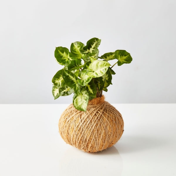 Urban Oasis Kokedama Medium - Gro Urban Oasis