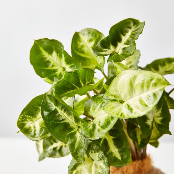 Urban Oasis Kokedama Medium - Gro Urban Oasis