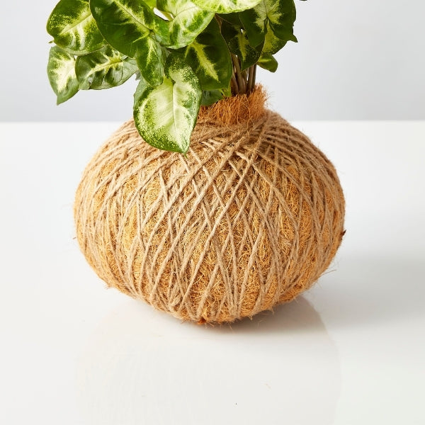 Urban Oasis Kokedama Medium - Gro Urban Oasis