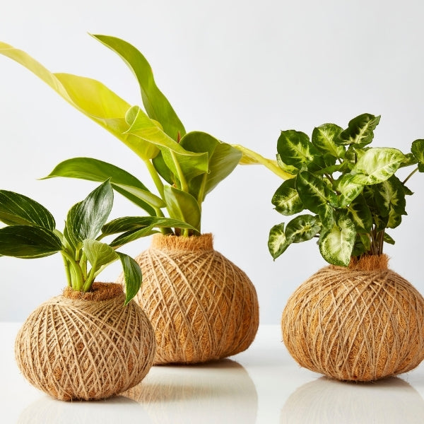 Urban Oasis Kokedama Large - Gro Urban Oasis