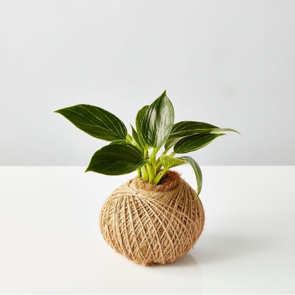 Urban Oasis Kokedama Small - Gro Urban Oasis