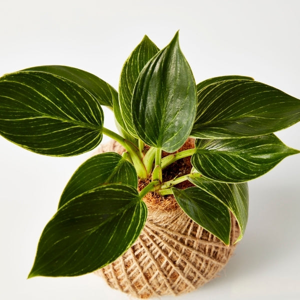 Urban Oasis Kokedama Small - Gro Urban Oasis