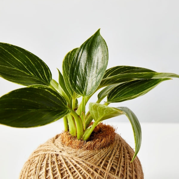 Urban Oasis Kokedama Small - Gro Urban Oasis