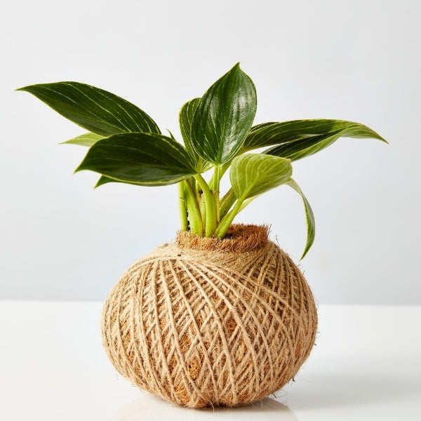 Urban Oasis Kokedama Small - Gro Urban Oasis