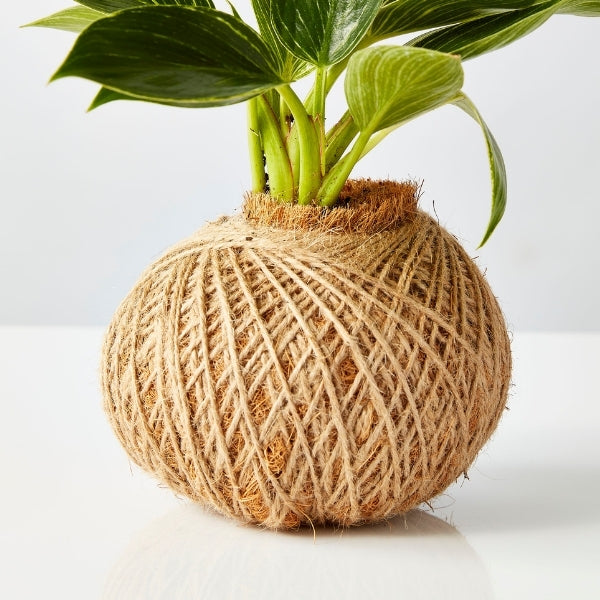 Urban Oasis Kokedama Small - Gro Urban Oasis