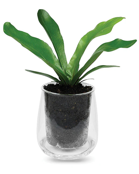 Cup O Flora Clear Glass Pot Large - Gro Urban Oasis