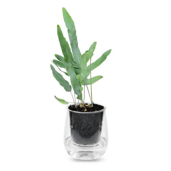 Cup O Flora Clear Glass Pot Large - Gro Urban Oasis