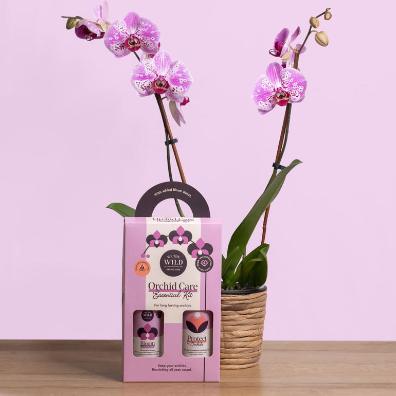 We The Wild Orchid Care Duo - Gro Urban Oasis