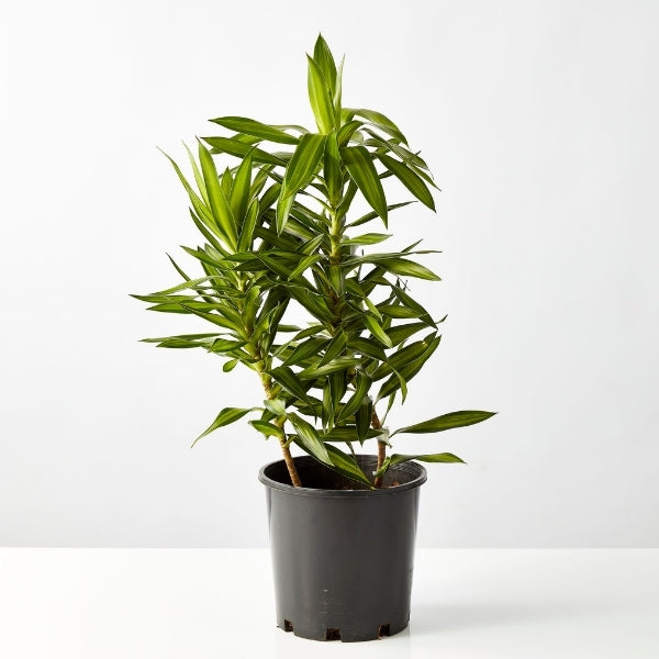 Malay Stripe 200mm - Gro Urban Oasis