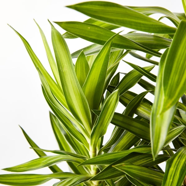 Malay Stripe 200mm - Gro Urban Oasis