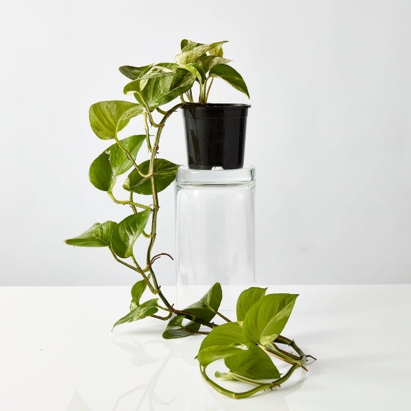 Marble Queen Devils Ivy 125mm - Gro Urban Oasis