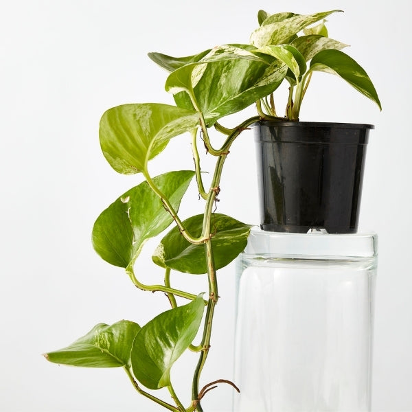 Marble Queen Devils Ivy 125mm - Gro Urban Oasis