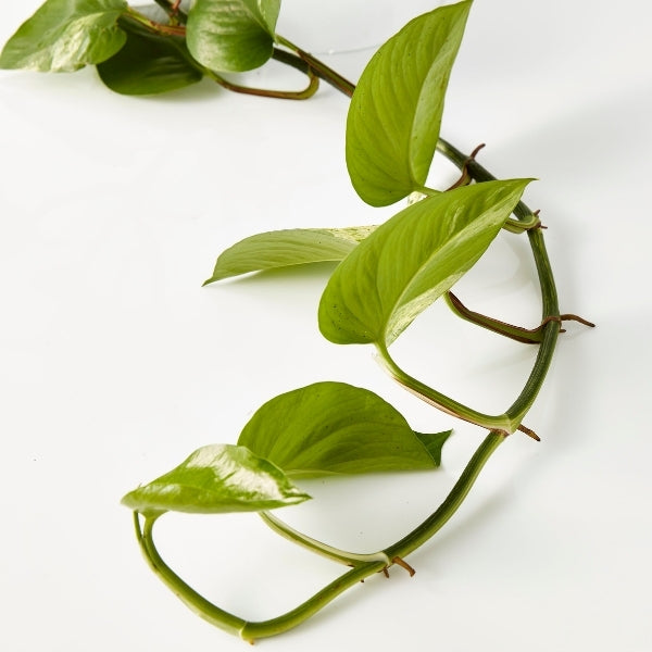 Marble Queen Devils Ivy 125mm - Gro Urban Oasis