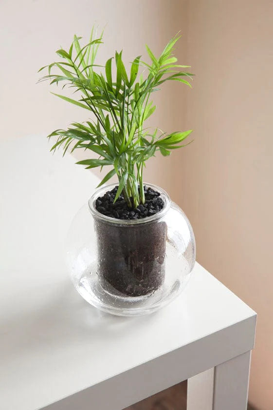 Cup O Flora Clear Glass Pot Medium