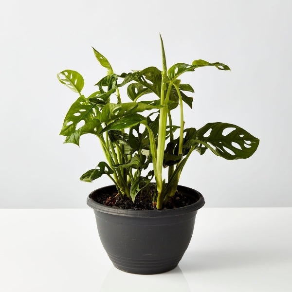 Monkey Mask Monstera 200mm - Gro Urban Oasis