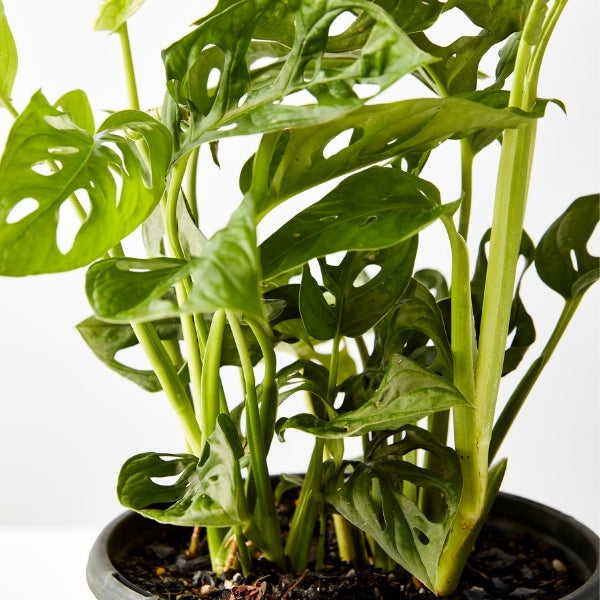Monkey Mask Monstera 200mm - Gro Urban Oasis