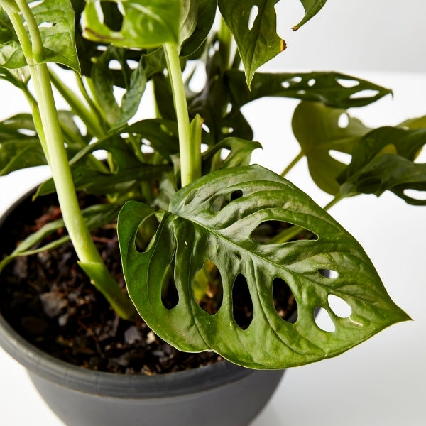 Monkey Mask Monstera 200mm - Gro Urban Oasis