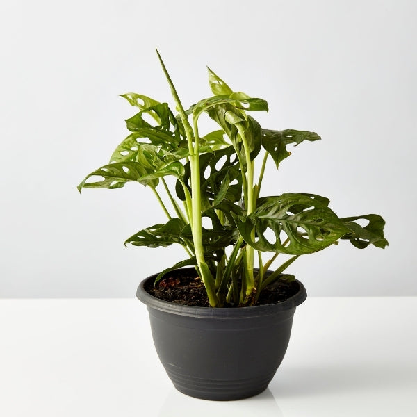 Monkey Mask Monstera 200mm - Gro Urban Oasis
