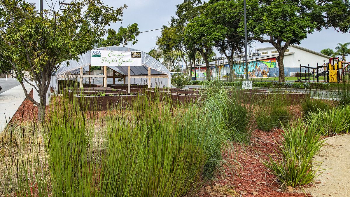 A community garden bed covered in red mulch with young grasses planted through it