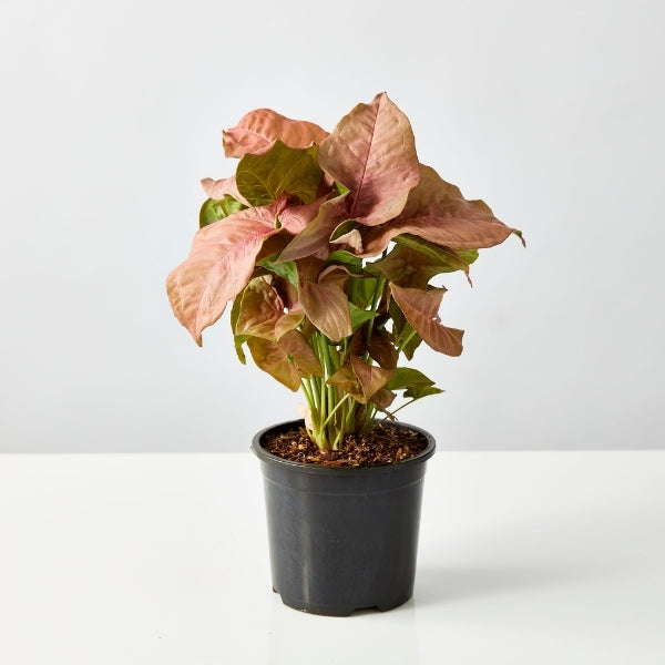Neon Arrowhead 130mm - Gro Urban Oasis