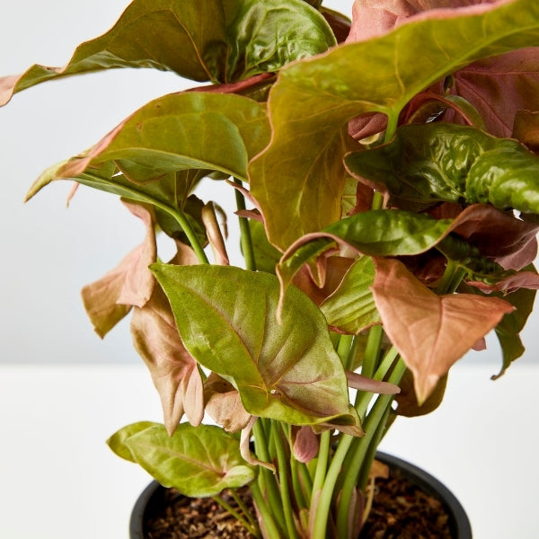 Neon Arrowhead 130mm - Gro Urban Oasis