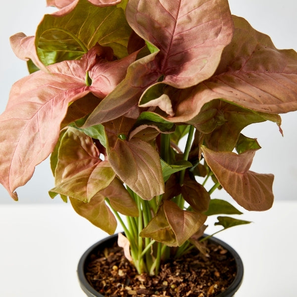 Neon Arrowhead 130mm - Gro Urban Oasis