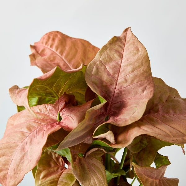 Neon Arrowhead 130mm - Gro Urban Oasis